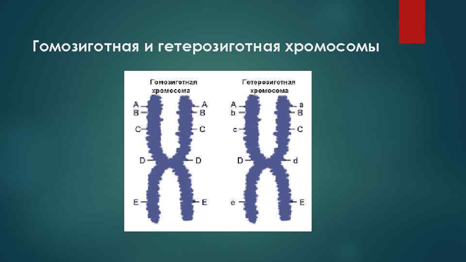 В у хромосоме находится ген