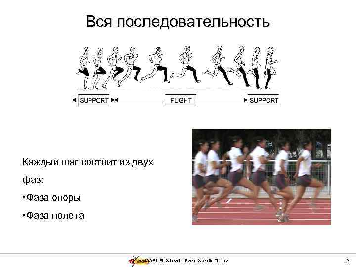 Вся последовательность Каждый шаг состоит из двух фаз: • Фаза опоры • Фаза полета