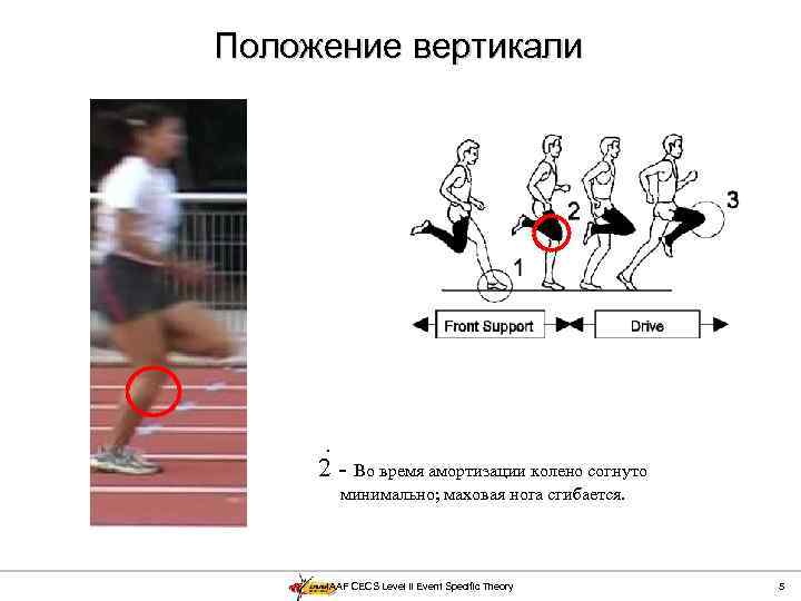 Положение вертикали . 2 - Во время амортизации колено согнуто минимально; маховая нога сгибается.