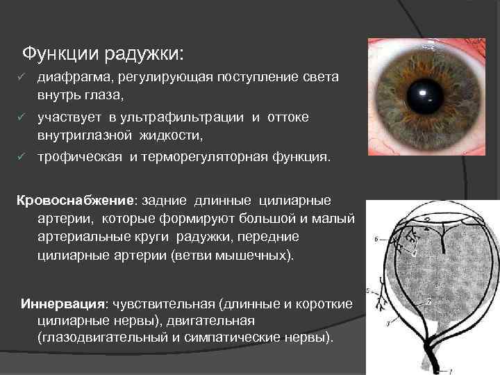  Функции радужки: ü диафрагма, регулирующая поступление света внутрь глаза, ü участвует в ультрафильтрации