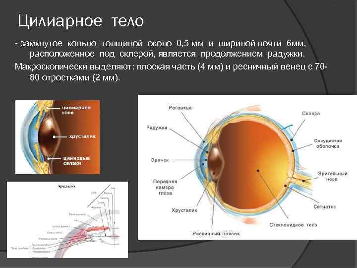 Цилиарное тело - замкнутое кольцо толщиной около 0, 5 мм и шириной почти 6