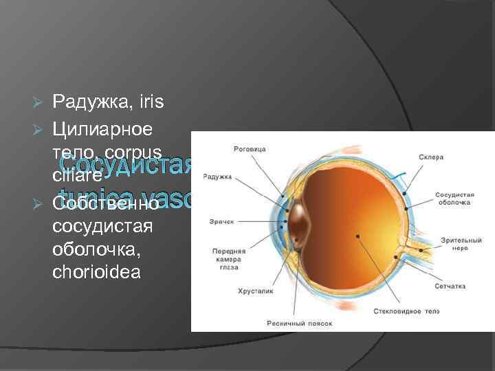 Радужка, iris Ø Цилиарное тело, corpus Сосудистая оболочка, ciliare tunica vasculosa Ø Собственно сосудистая