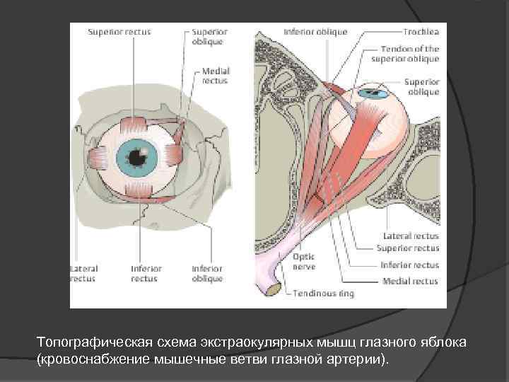 Топографическая схема экстраокулярных мышц глазного яблока (кровоснабжение мышечные ветви глазной артерии). 