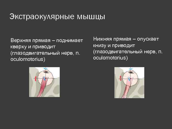 Экстраокулярные мышцы Верхняя прямая – поднимает кверху и приводит (глазодвигательный нерв, n. oculomotorius) Нижняя