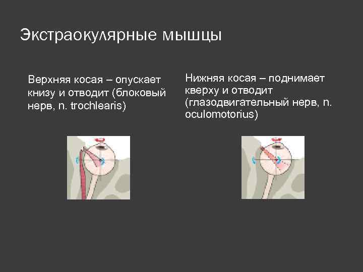 Экстраокулярные мышцы Верхняя косая – опускает книзу и отводит (блоковый нерв, n. trochlearis) Нижняя