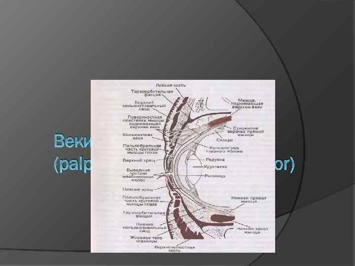 Веки (palpebrae superior et inferior) 
