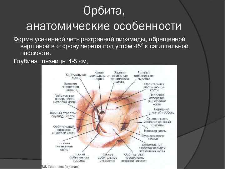 Орбита, анатомические особенности Форма усеченной четырехгранной пирамиды, обращенной вершиной в сторону черепа под углом