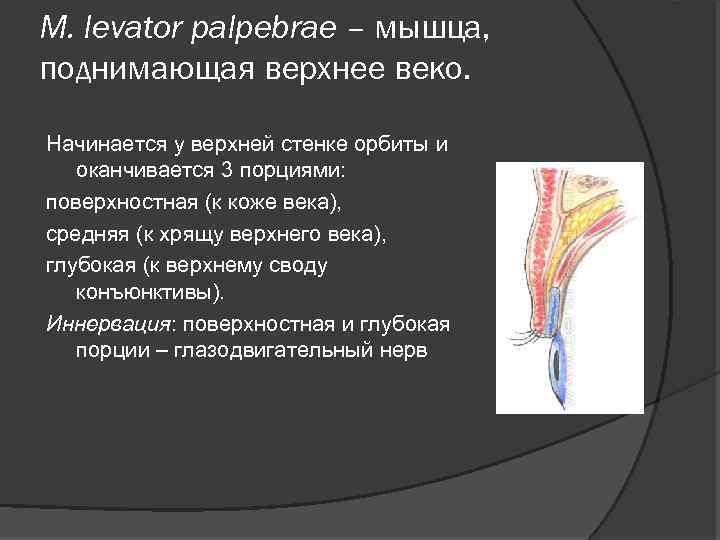 M. levator palpebrae – мышца, поднимающая верхнее веко. Начинается у верхней стенке орбиты и