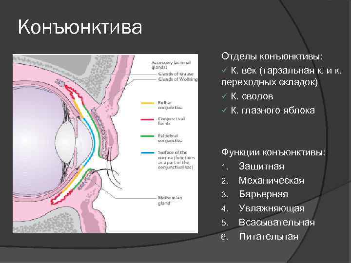 Конъюнктива Отделы конъюнктивы: ü К. век (тарзальная к. и к. переходных складок) ü К.
