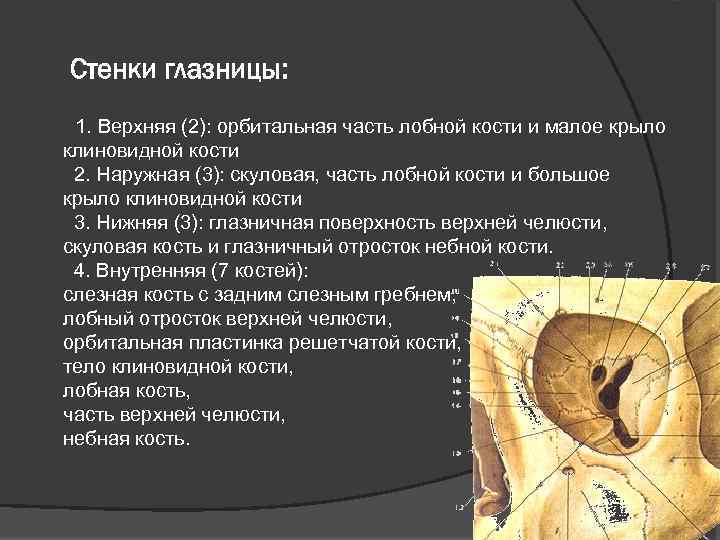 Стенки глазницы: 1. Верхняя (2): орбитальная часть лобной кости и малое крыло клиновидной кости