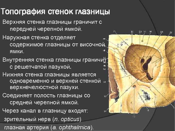 Топография стенок глазницы Верхняя стенка глазницы граничит с передней черепной ямкой. Наружная стенка отделяет