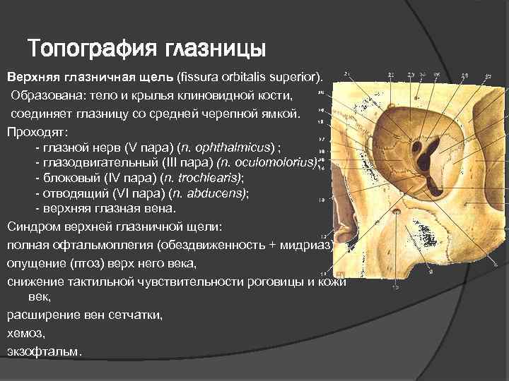 Топография глазницы Верхняя глазничная щель (fissura orbitalis superior). Образована: тело и крылья клиновидной кости,