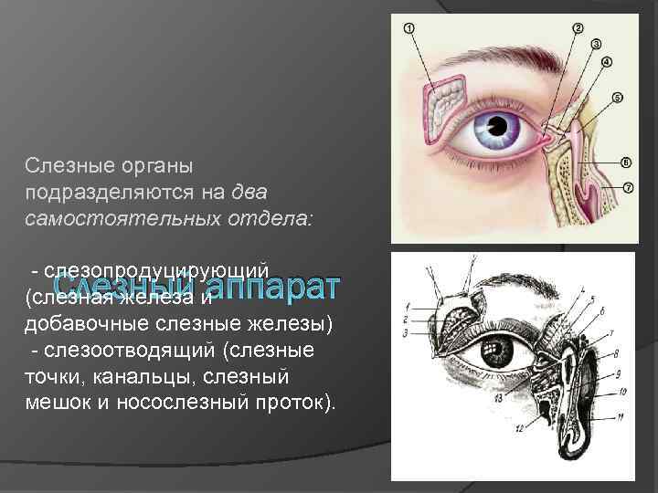 Слезные органы подразделяются на два самостоятельных отдела: - слезопродуцирующий (слезная железа и добавочные слезные