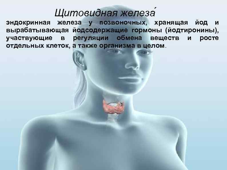 Щитовидная восстановилась. Эндокринные заболевания у женщин. Эндокринные заболевания щитовидной железы. Эндокринная система человека щитовидная железа.