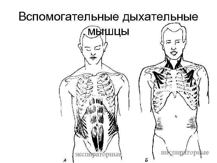 Вспомогательные дыхательные мышцы экспираторные инспираторные 