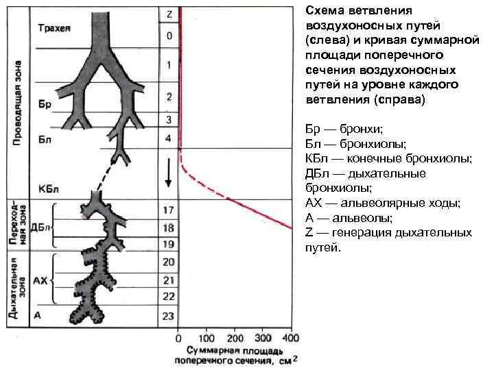 Схема ветвления воздухоносных путей (слева) и кривая суммарной площади поперечного сечения воздухоносных путей на