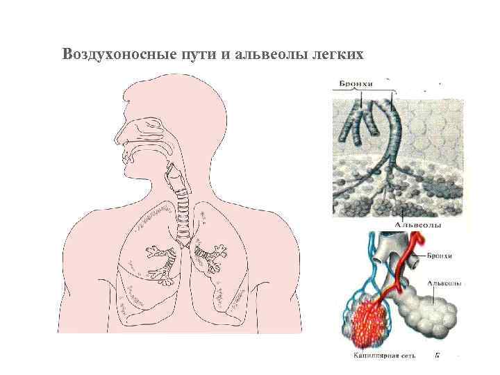 Воздухоносные пути и альвеолы легких 