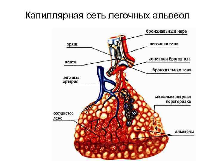 Стенки легочных пузырьков образованы