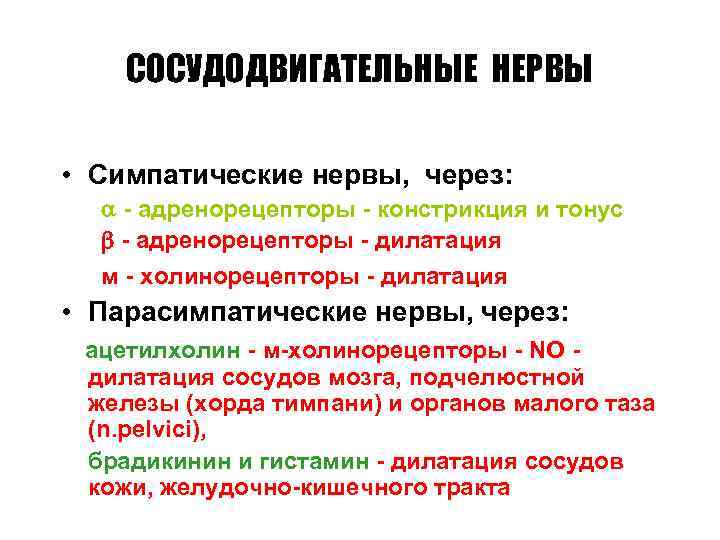 СОСУДОДВИГАТЕЛЬНЫЕ НЕРВЫ • Симпатические нервы, через: - адренорецепторы - констрикция и тонус - адренорецепторы