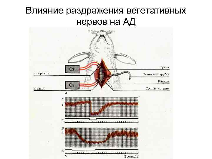 Повышение сосудистого тонуса в смартфоне