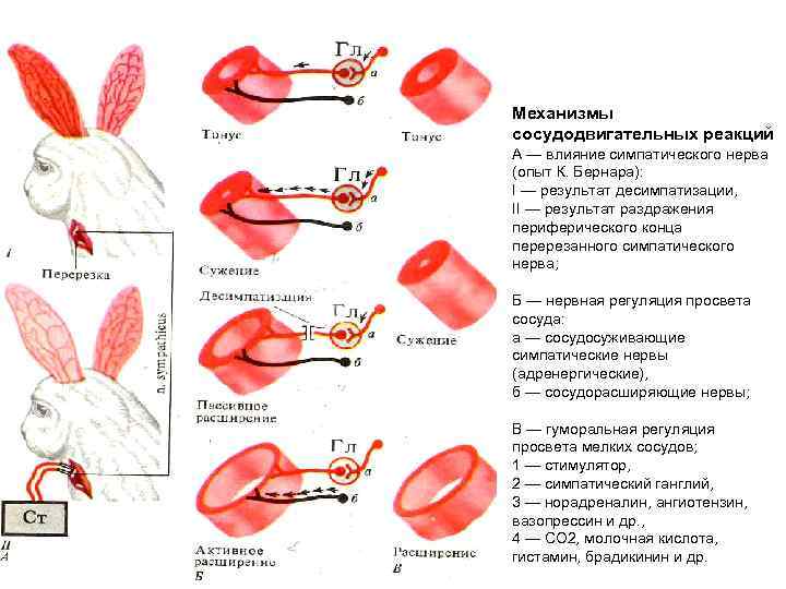 Механизмы сосудодвигательных реакций А — влияние симпатического нерва (опыт К. Бернара): I — результат