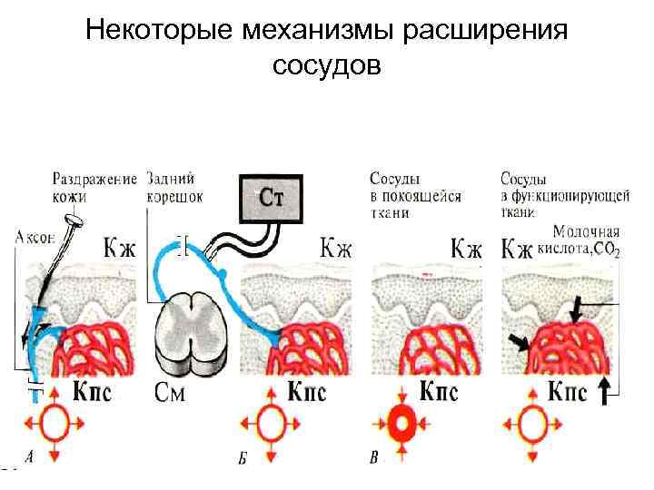 Некоторые механизмы расширения сосудов 