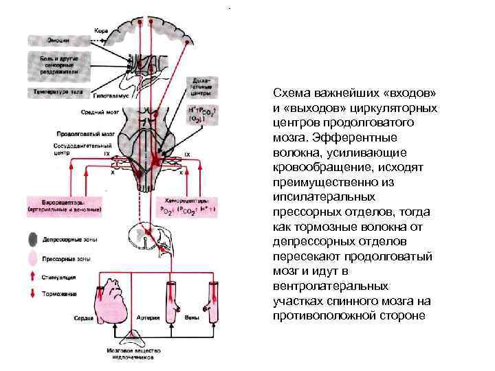 Повышение сосудистого тонуса в смартфоне