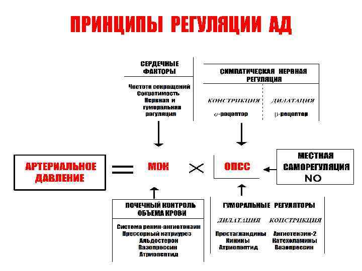 ПРИНЦИПЫ РЕГУЛЯЦИИ АД 