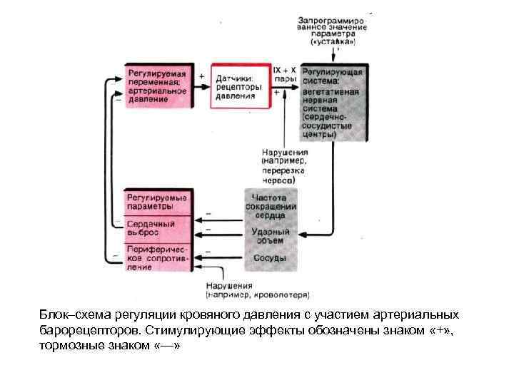 Блок–схема регуляции кровяного давления с участием артериальных барорецепторов. Стимулирующие эффекты обозначены знаком «+» ,