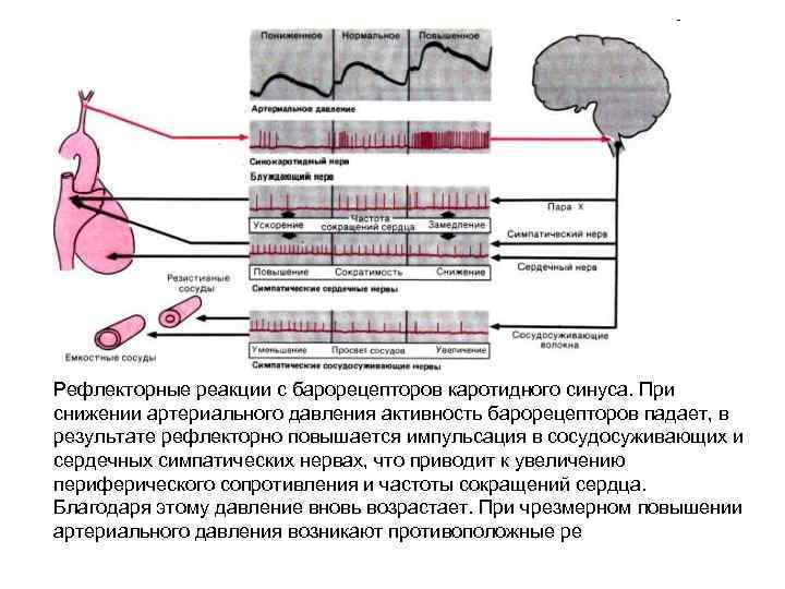 Рефлекторные реакции с барорецепторов каротидного синуса. При снижении артериального давления активность барорецепторов падает, в