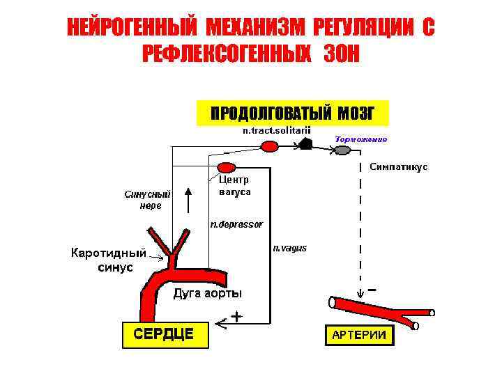 НЕЙРОГЕННЫЙ МЕХАНИЗМ РЕГУЛЯЦИИ С РЕФЛЕКСОГЕННЫХ ЗОН ПРОДОЛГОВАТЫЙ МОЗГ 