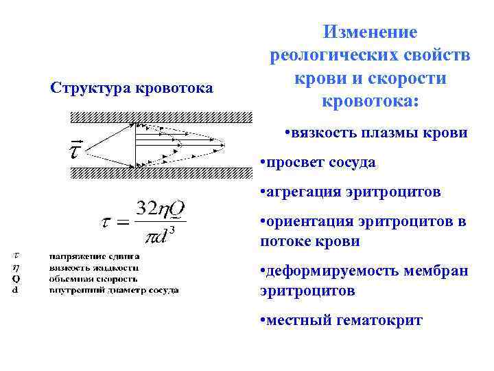 Структура кровотока Изменение реологических свойств крови и скорости кровотока: • вязкость плазмы крови •