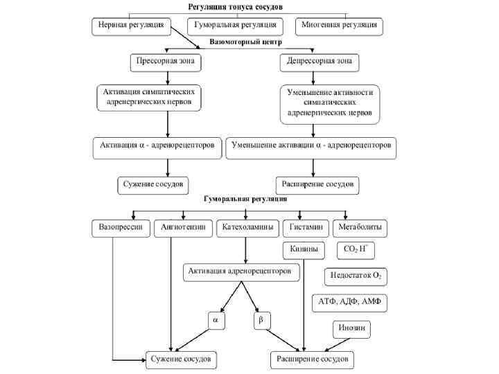 Регуляция сосудов. Схема нервной регуляции сосудистого тонуса. Регуляция тонуса сосудов физиология. Нервный механизм регуляции тонуса сосудов. График регуляции сосудистого тонуса.