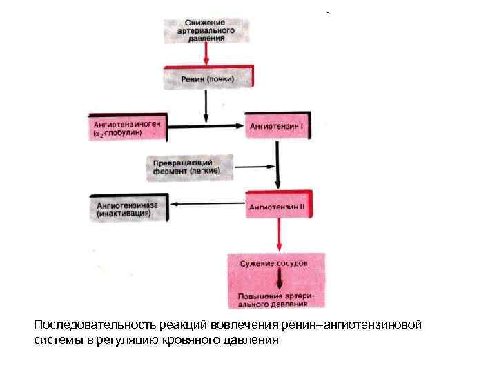 Последовательность реакций вовлечения ренин–ангиотензиновой системы в регуляцию кровяного давления 