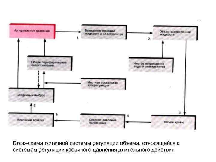 Блок–схема почечной системы регуляции объема, относящейся к системам регуляции кровяного давления длительного действия 