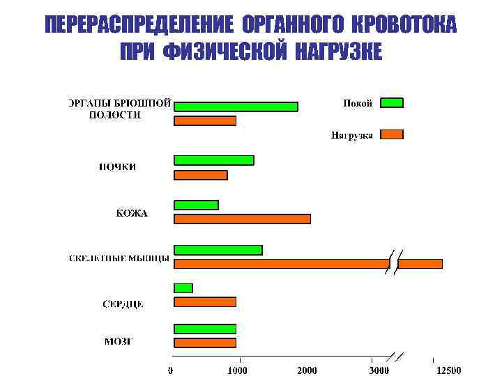 ПЕРЕРАСПРЕДЕЛЕНИЕ ОРГАННОГО КРОВОТОКА ПРИ ФИЗИЧЕСКОЙ НАГРУЗКЕ 