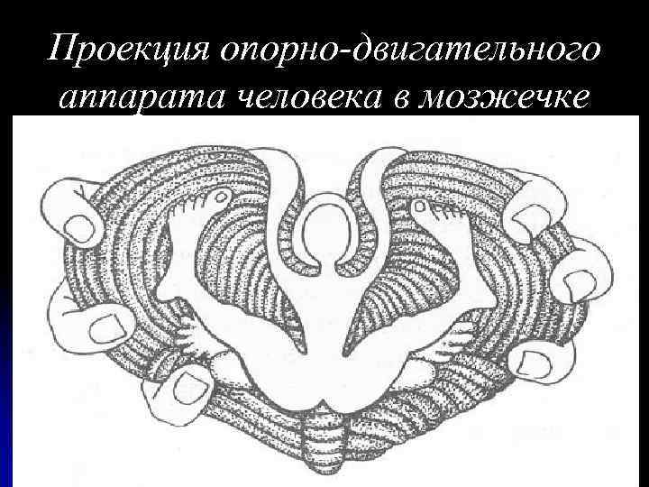 Проекция опорно-двигательного аппарата человека в мозжечке 