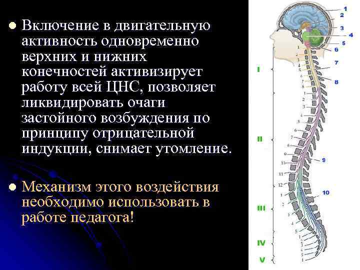 l Включение в двигательную активность одновременно верхних и нижних конечностей активизирует работу всей ЦНС,