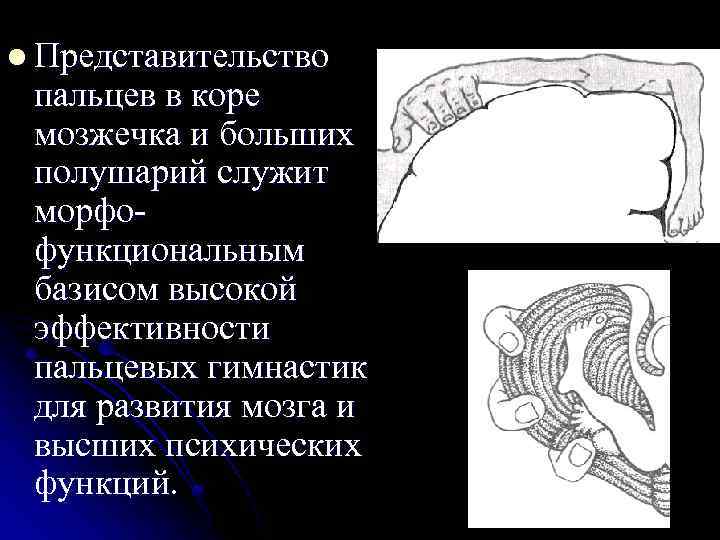l Представительство пальцев в коре мозжечка и больших полушарий служит морфофункциональным базисом высокой эффективности