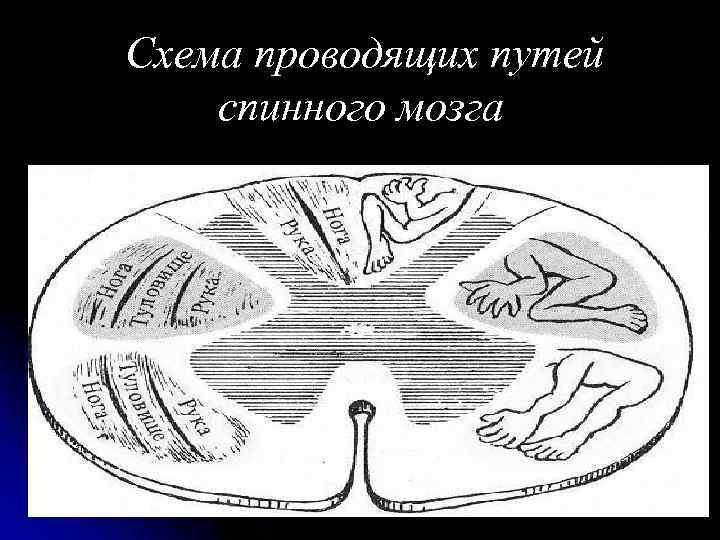 Схема проводящих путей спинного мозга 
