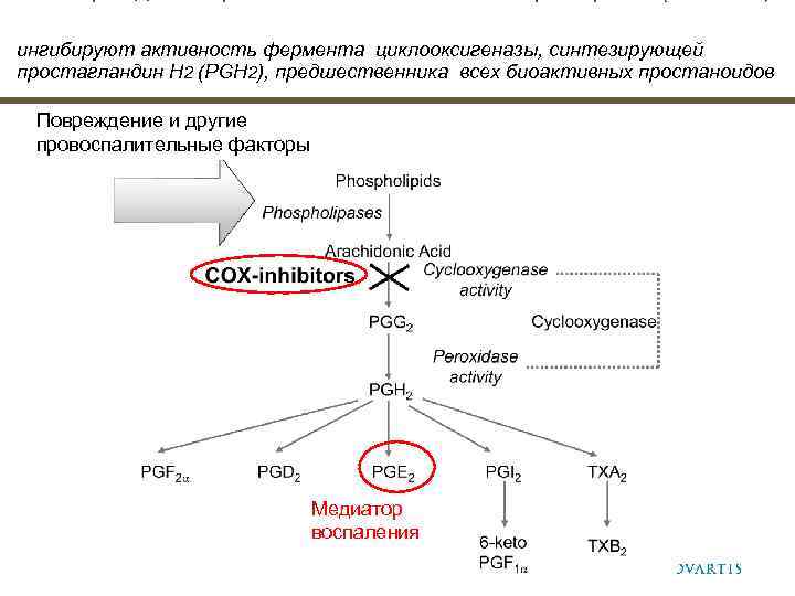 ингибируют активность фермента циклооксигеназы, синтезирующей простагландин H 2 (PGH 2), предшественника всех биоактивных простаноидов