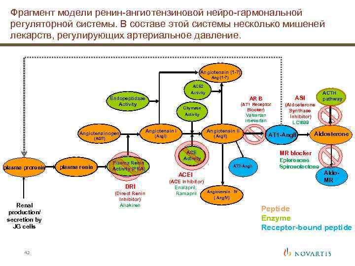 Фрагмент модели ренин-ангиотензиновой нейро-гармональной регуляторной системы. В составе этой системы несколько мишеней лекарств, регулирующих