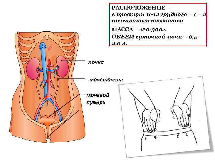 Где находятся почки у человека фото спереди у женщин