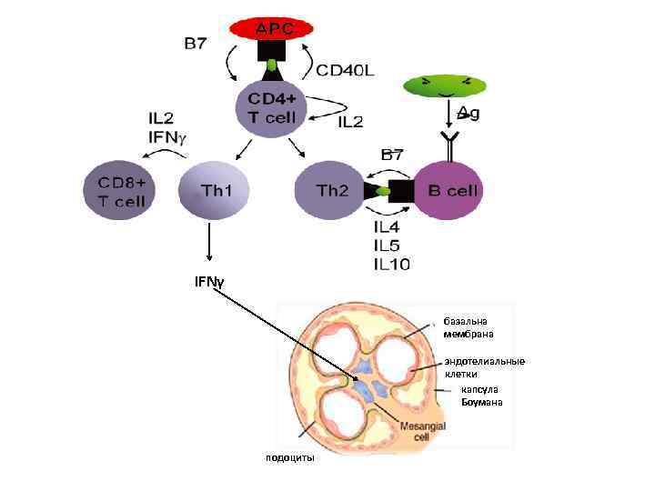 IFNγ базальна мембрана ? ? ? эндотелиальные клетки капсула Боумана подоциты 