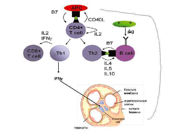 IFNγ базальна мембрана ? ? ? эндотелиальные клетки капсула Боумана подоциты 