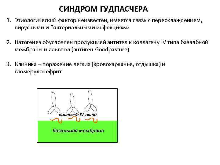 СИНДРОМ ГУДПАСЧЕРА 1. Этиологический фактор неизвестен, имеется связь с переохлаждением, вирусными и бактериальными инфекциями