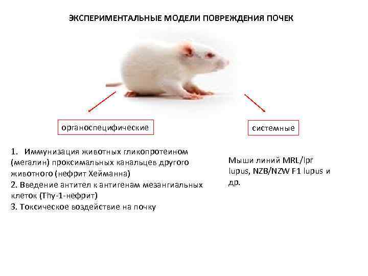 ЭКСПЕРИМЕНТАЛЬНЫЕ МОДЕЛИ ПОВРЕЖДЕНИЯ ПОЧЕК органоспецифические 1. Иммунизация животных гликопротеином (мегалин) проксимальных канальцев другого животного