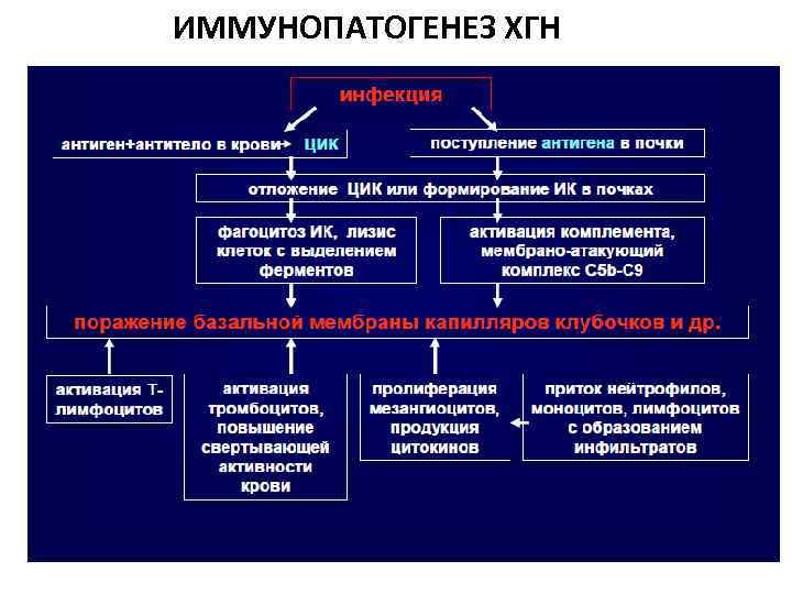 ИММУНОПАТОГЕНЕЗ ХГН 