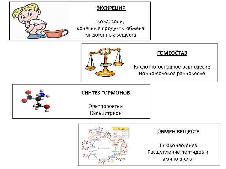 ЭКСКРЕЦИЯ вода, соли, конечные продукты обмена эндогенных веществ ГОМЕОСТАЗ Кислотно-основное равновесие Водно-солевое равновесие СИНТЕЗ