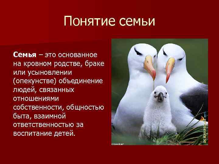 Понятие семьи Семья – это основанное на кровном родстве, браке или усыновлении (опекунстве) объединение